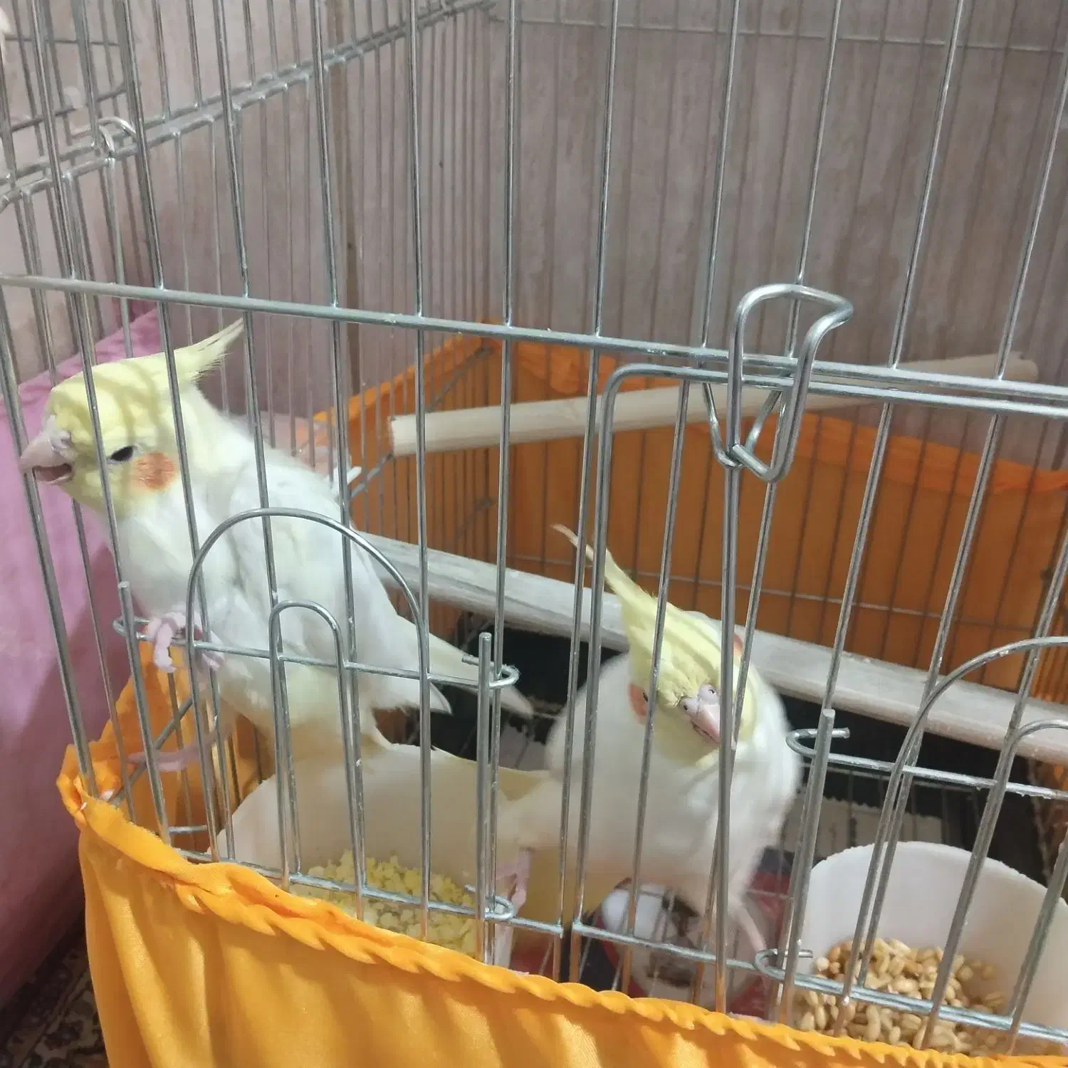 عروس هلندی لوتینو بالغ|پرنده|شهریار, کهنز|دیوار