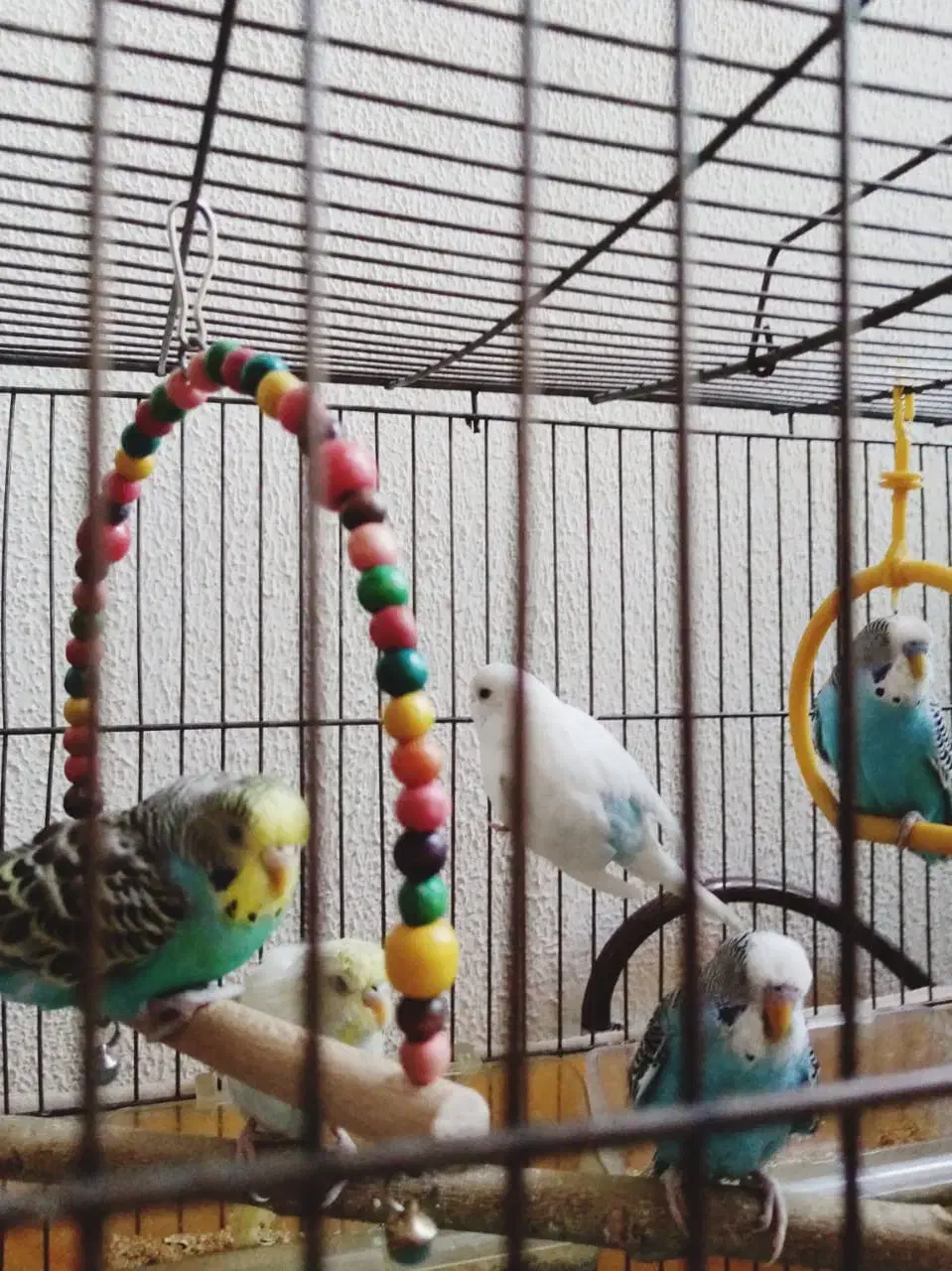 فروش مرغ عشق مولد|پرنده|اصفهان, باغ دریاچه|دیوار