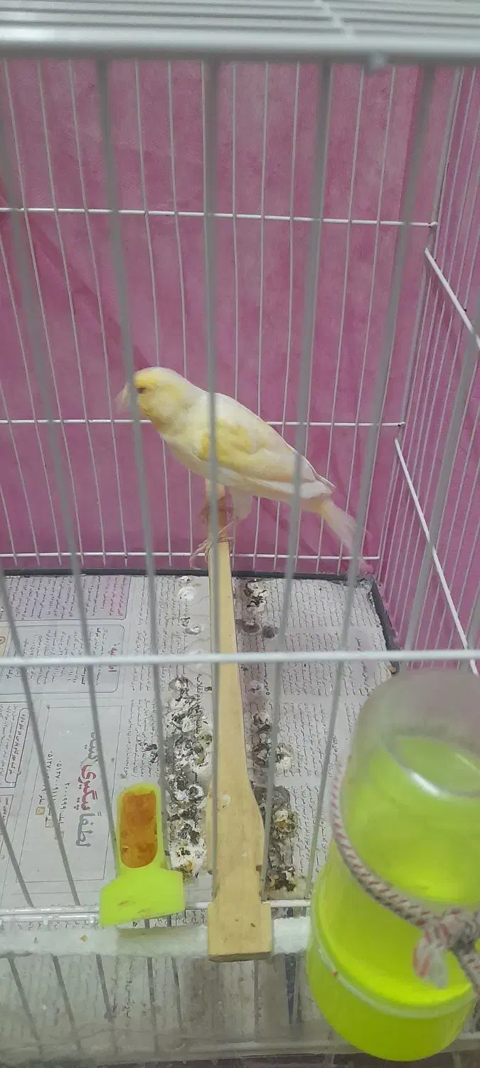 قناری نر|پرنده|مشهد, مصلی (کارمندان اول)|دیوار