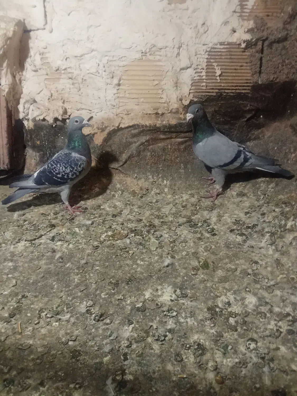 کفتر|پرنده|نیشابور, کوی حسینی|دیوار