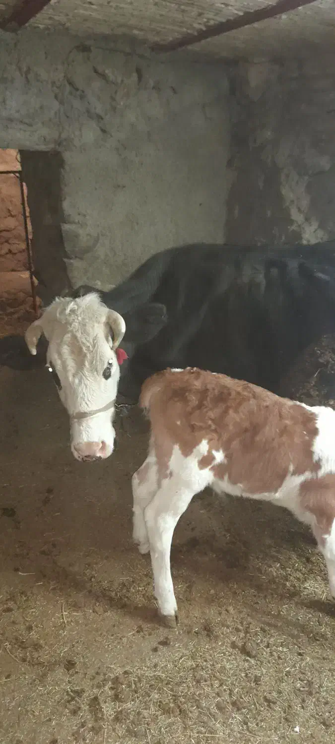 گاو گوساله|حیوانات مزرعه|قروه, |دیوار