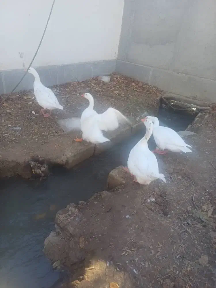 غاز|پرنده|ماهان, |دیوار