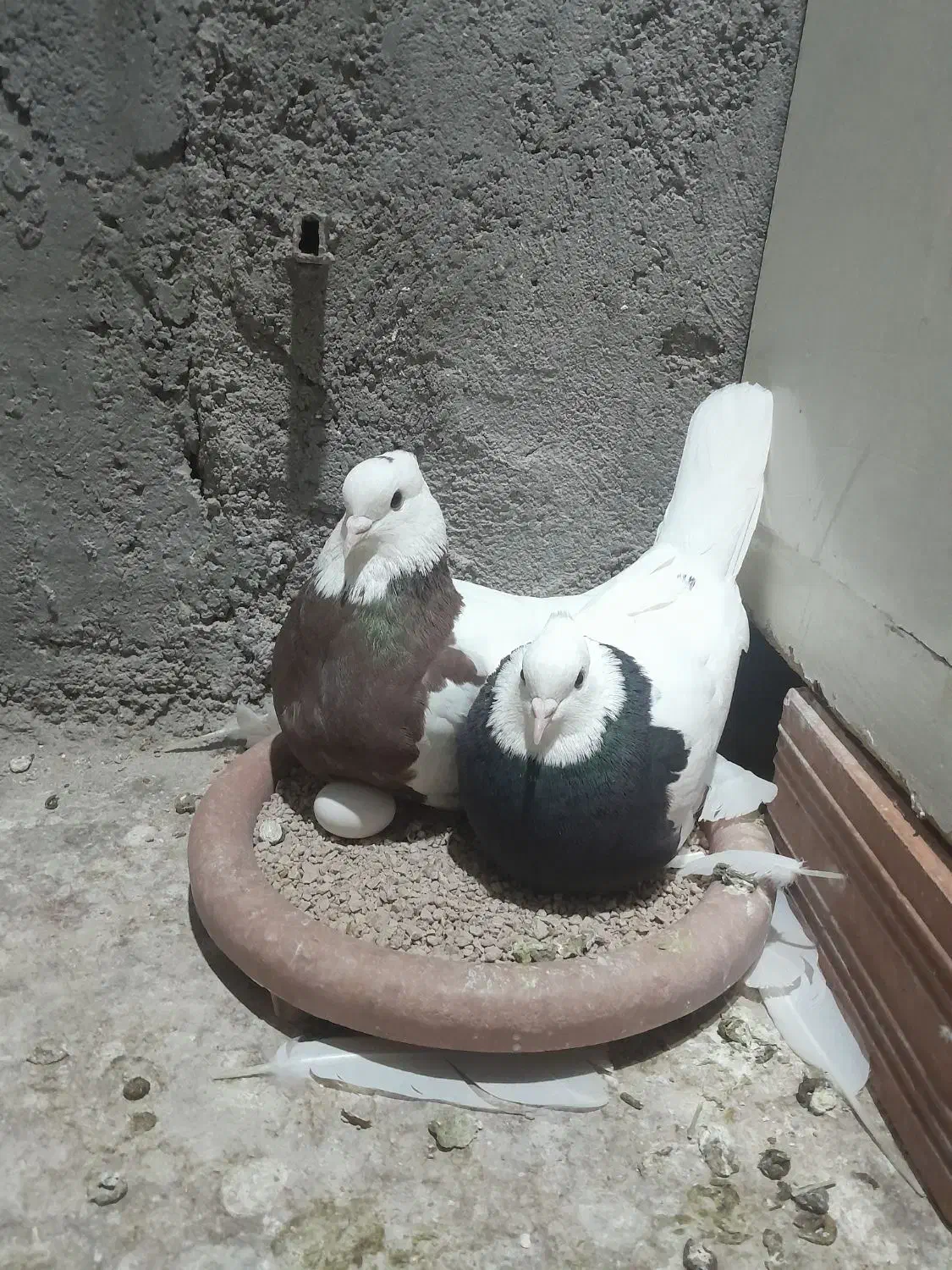 چند جفت طوقی|پرنده|بجنورد, |دیوار