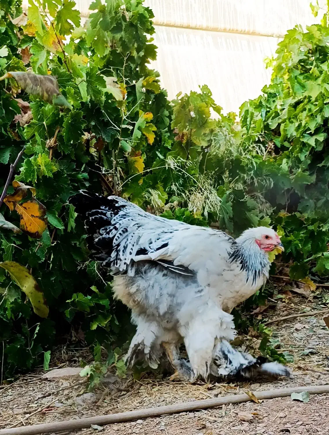 خروس برهما|حیوانات مزرعه|بن, |دیوار