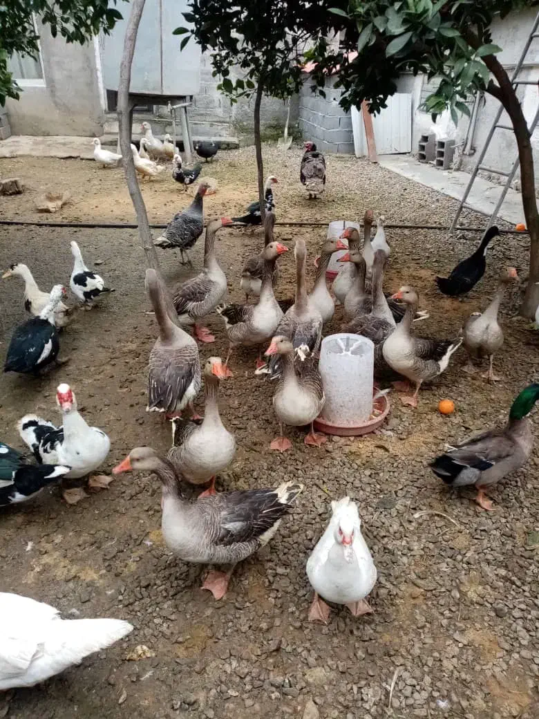 اردک اسرایلی و غاز|حیوانات مزرعه|نوشهر, |دیوار