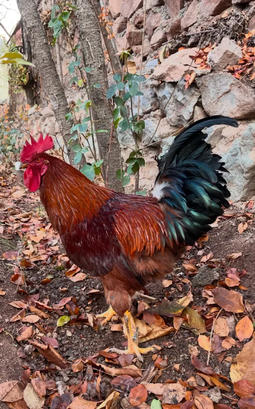 خروس محلی|حیوانات مزرعه|فشم, |دیوار