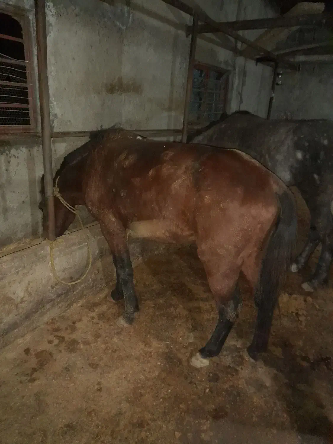 اسب کاسپین نریان باری سواری|اسب و تجهیزات اسبسواری|رویان, |دیوار