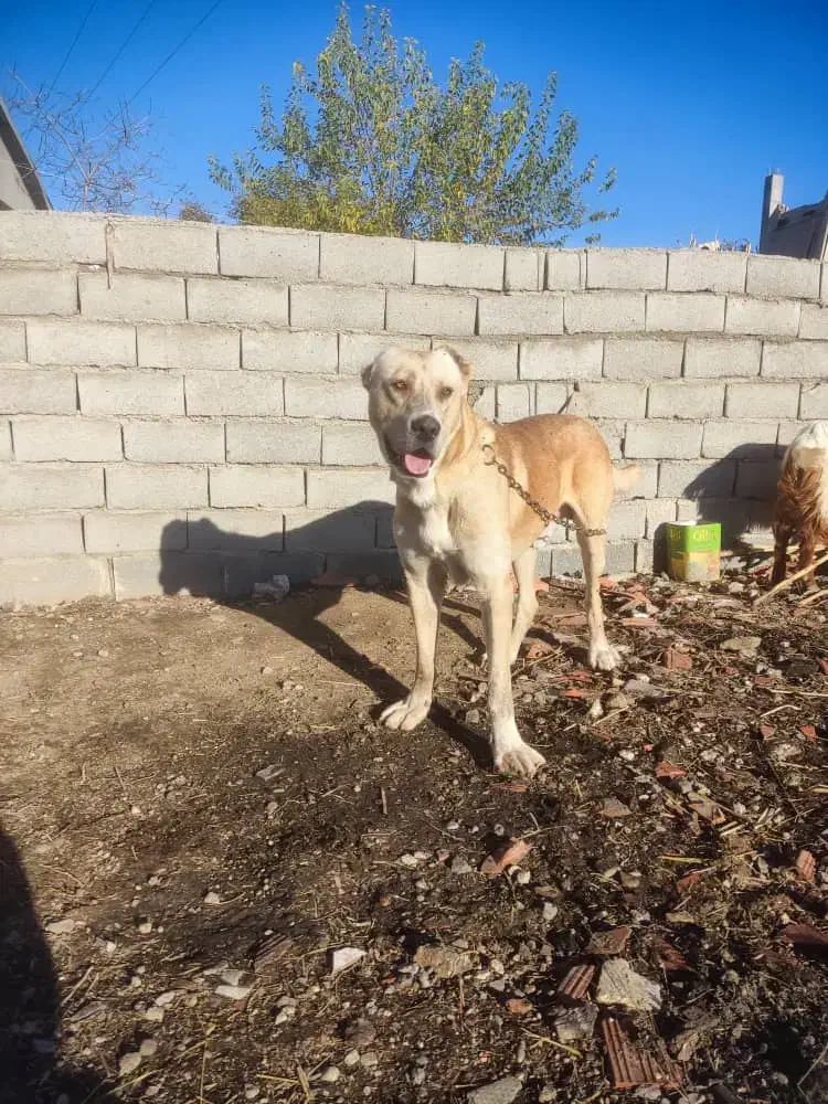 سگ گمشده 15روز بیش|حیوانات|مینودشت, |دیوار