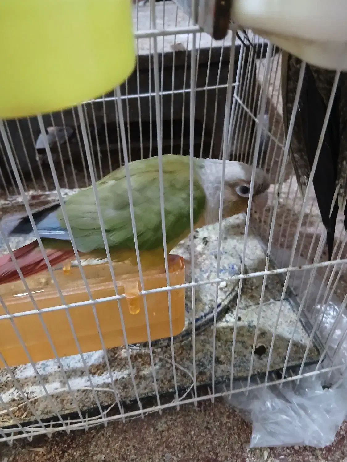 طوطی گرینچینگ و عروس هلندی|پرنده|بیرجند, |دیوار