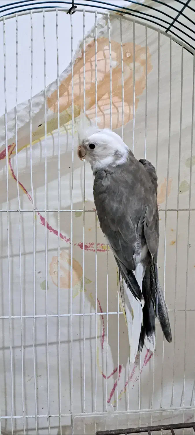 عروس هلندی|پرنده|اهر, |دیوار