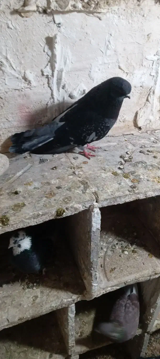 کبوتر|پرنده|اردبیل, |دیوار