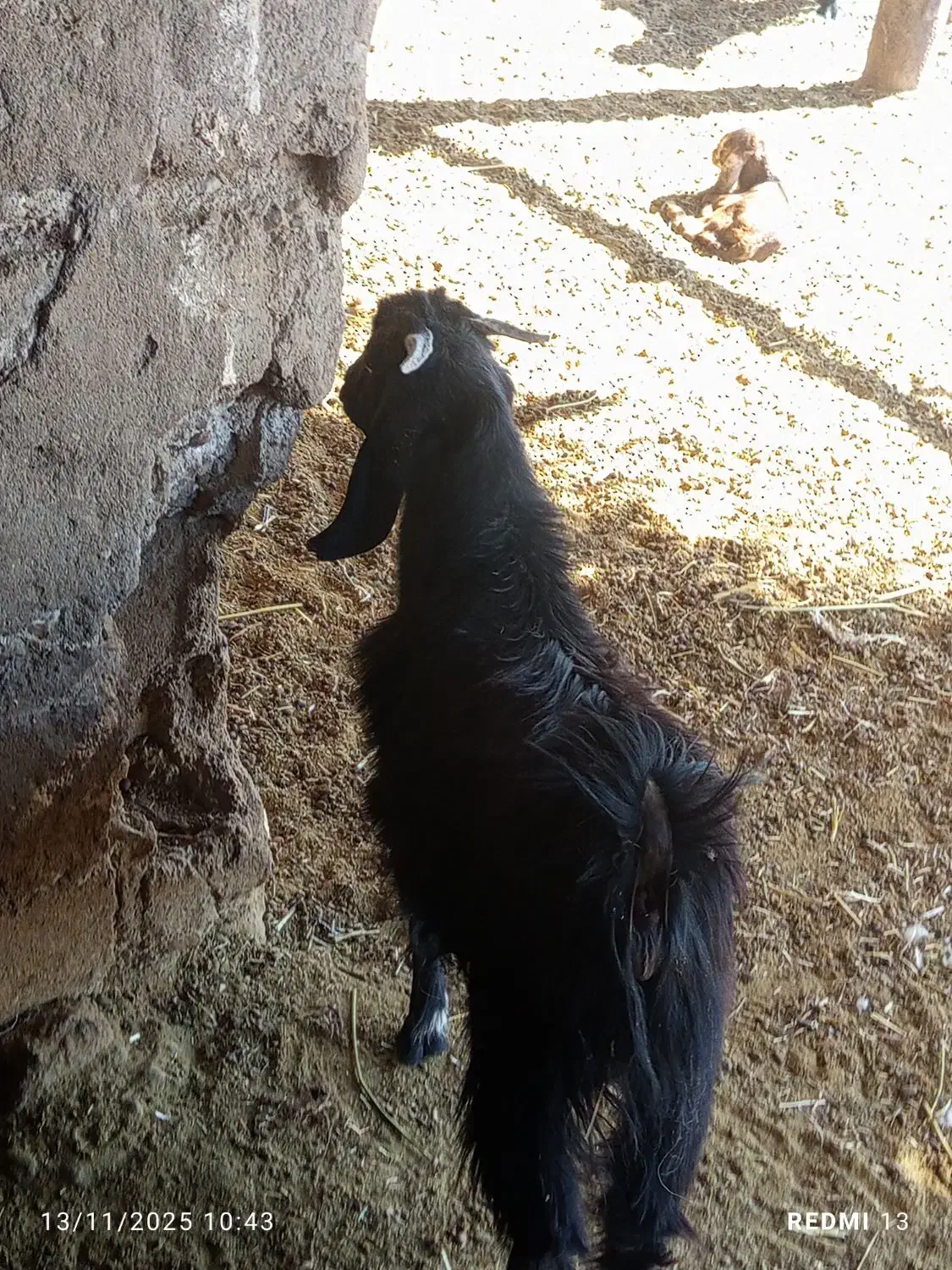 فروش حراجی|حیوانات مزرعه|خاش, |دیوار