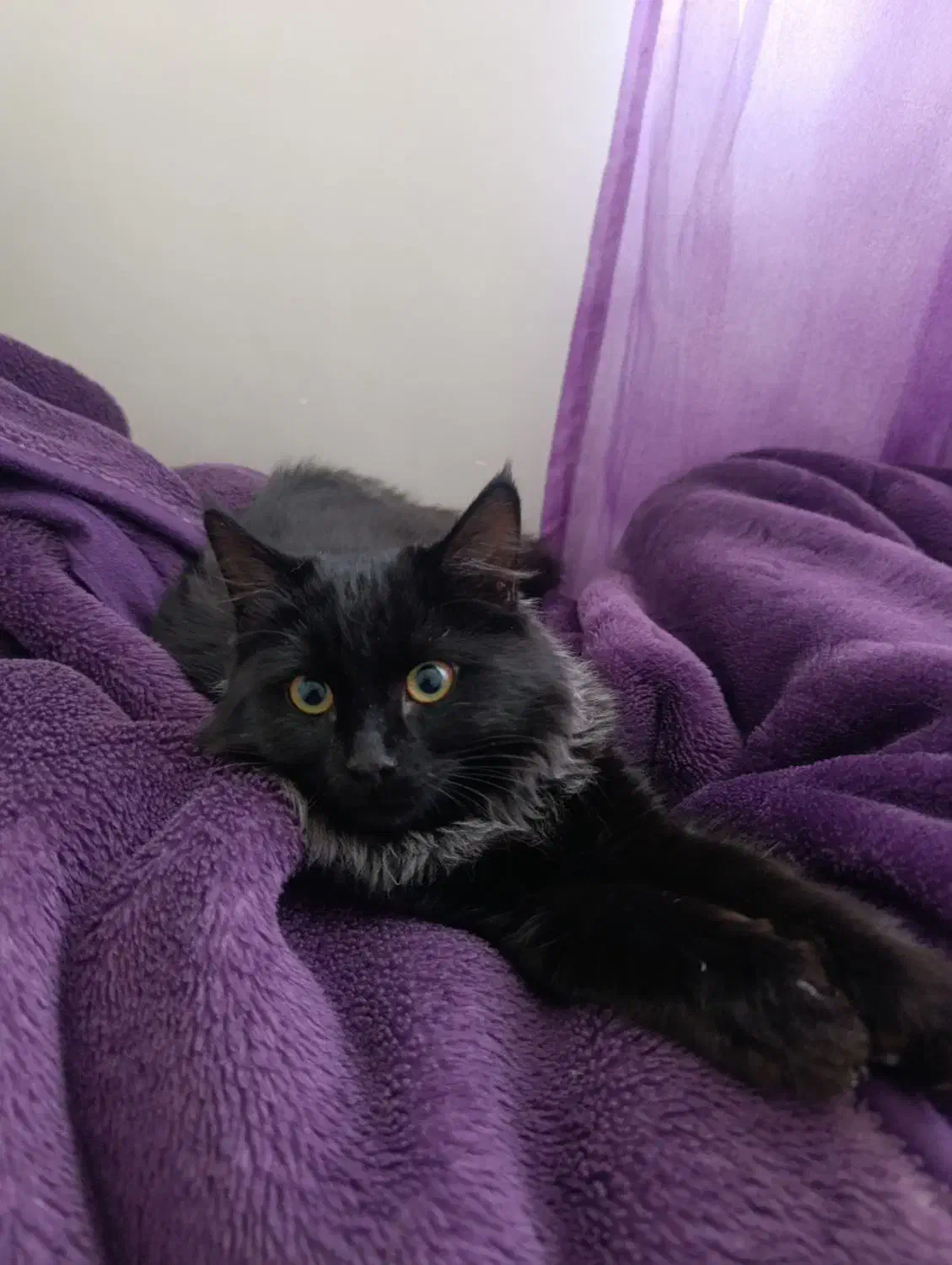 واگذاری گربه|گربه|یاسوج, |دیوار