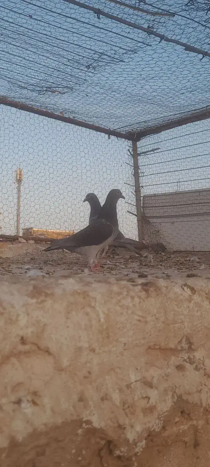 پولک چاپی|پرنده|فردوس (خراسان), |دیوار