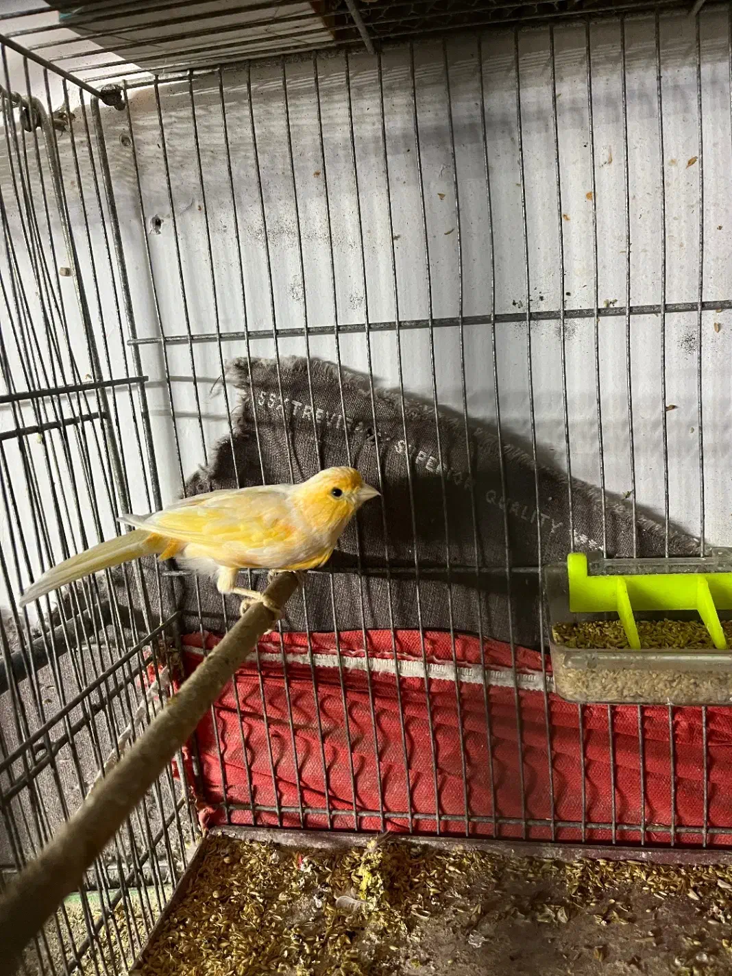 قناری نر|پرنده|قم, انصار‌الحسین|دیوار