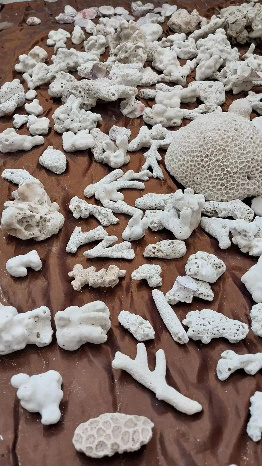 سنگ آکواریوم. ماهی|ماهی|شیروان (خراسان), |دیوار