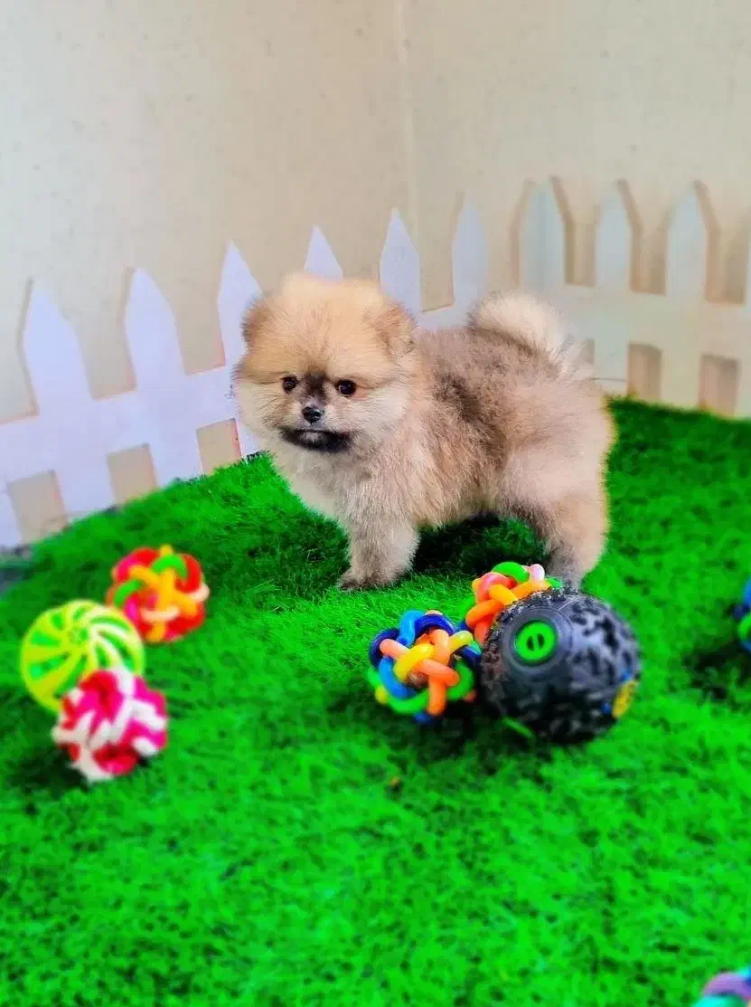 پامرانین عروسکی|سگ|اصفهان, فرهنگیان|دیوار