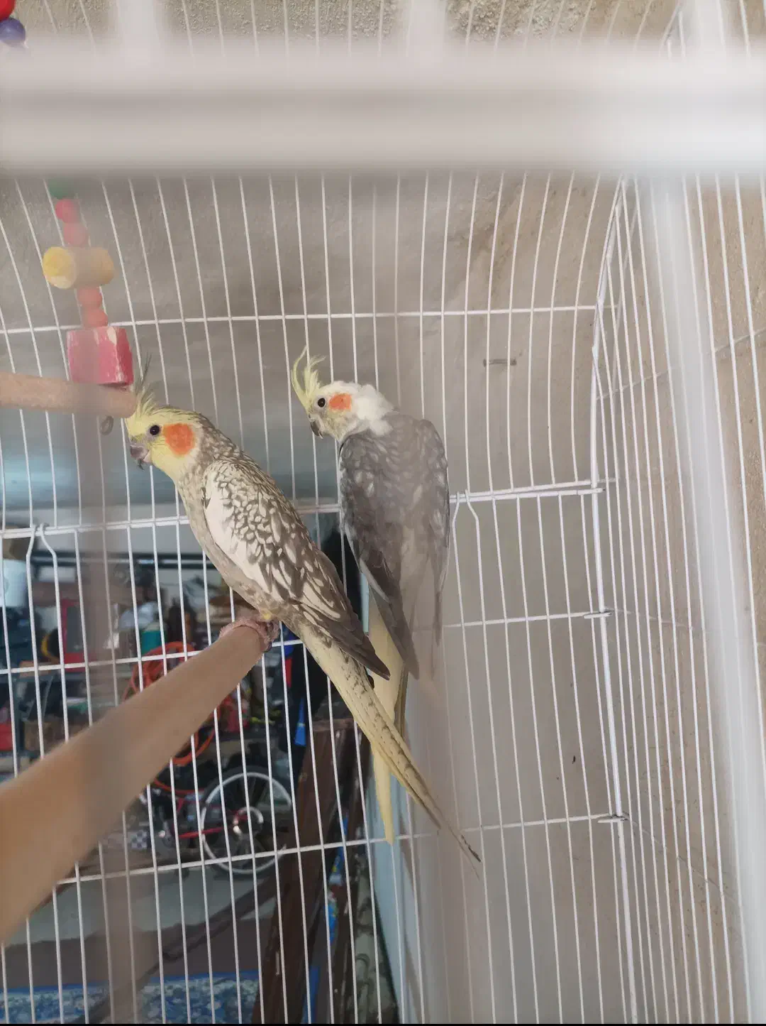 عروس هلندی مولد|پرنده|ایوان, |دیوار