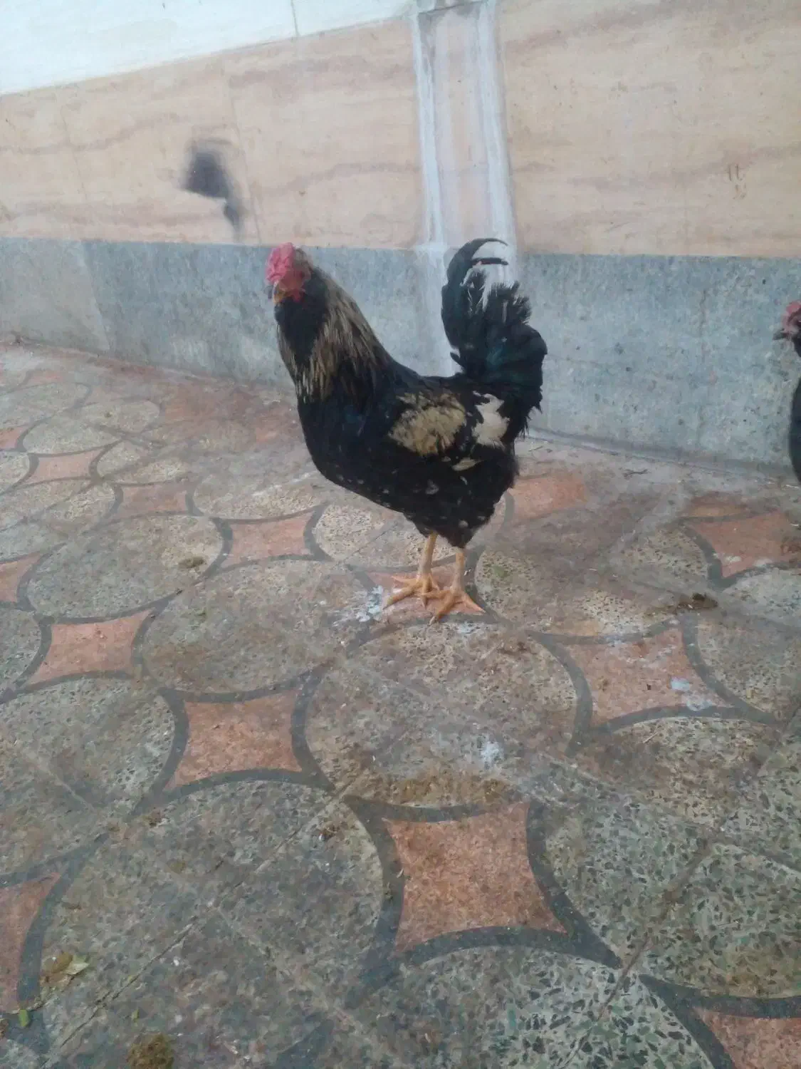 فروش|حیوانات مزرعه|شیراز, گویم|دیوار