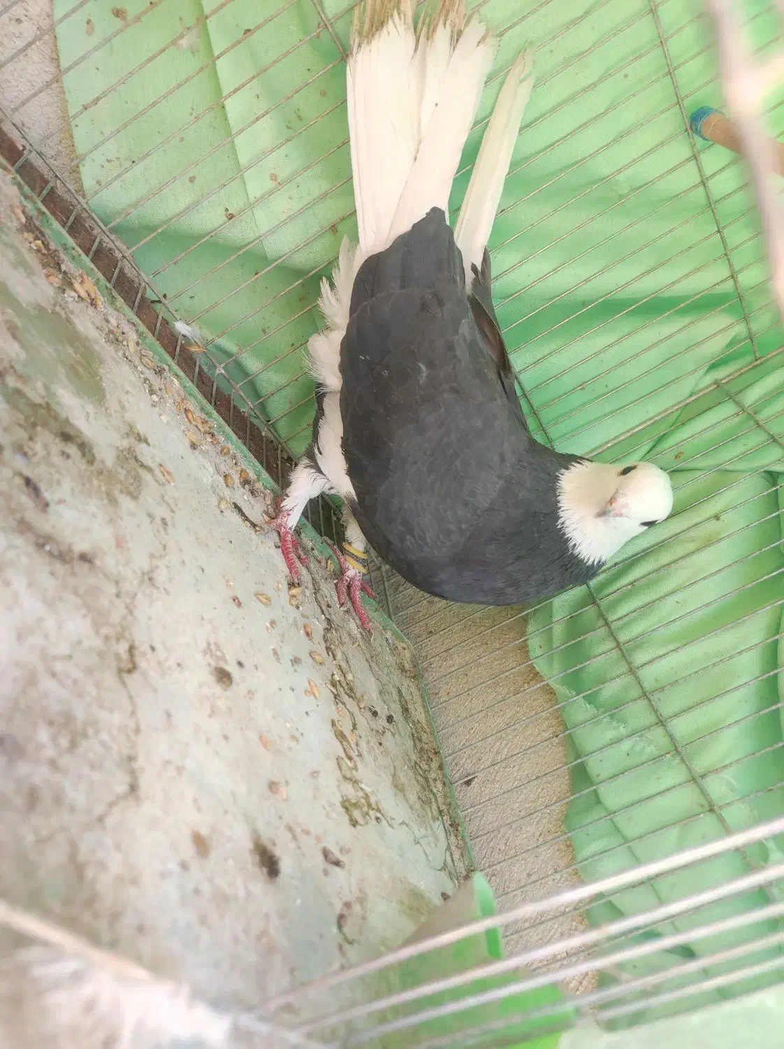 کبوتر شازده ماده|پرنده|اصفهان, مسجد مصلی|دیوار