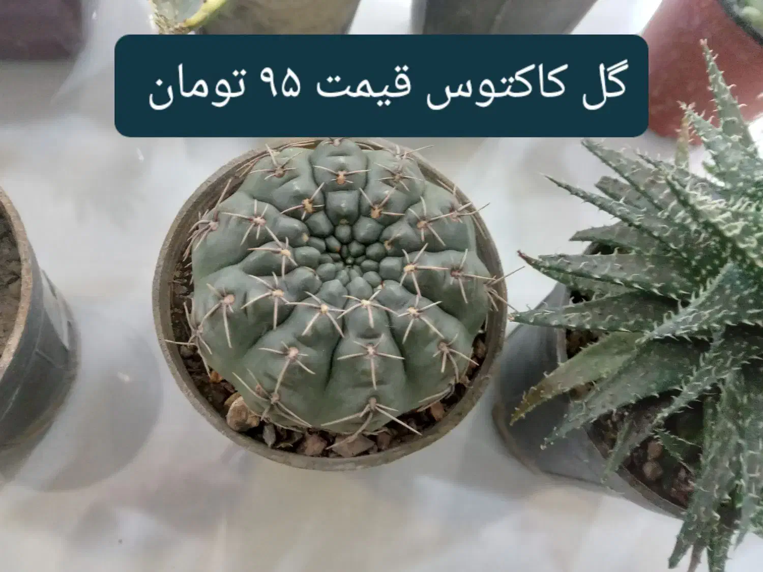 انواع گل کاکتوس گل آپارتمانی گل شکوفه|گل و گیاه طبیعی|نجفآباد, ریاضی|دیوار