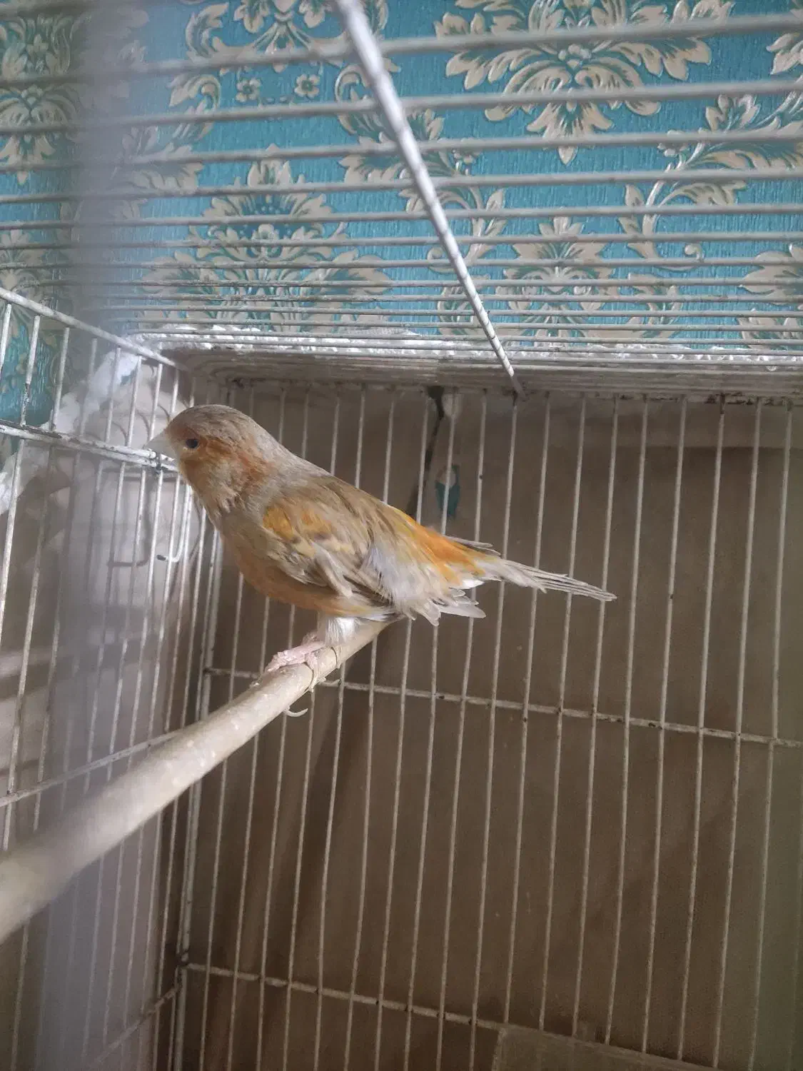 قناری نر سرخ مست|پرنده|تربت‌حیدریه, کوی شهید احمدزاده ملکی|دیوار