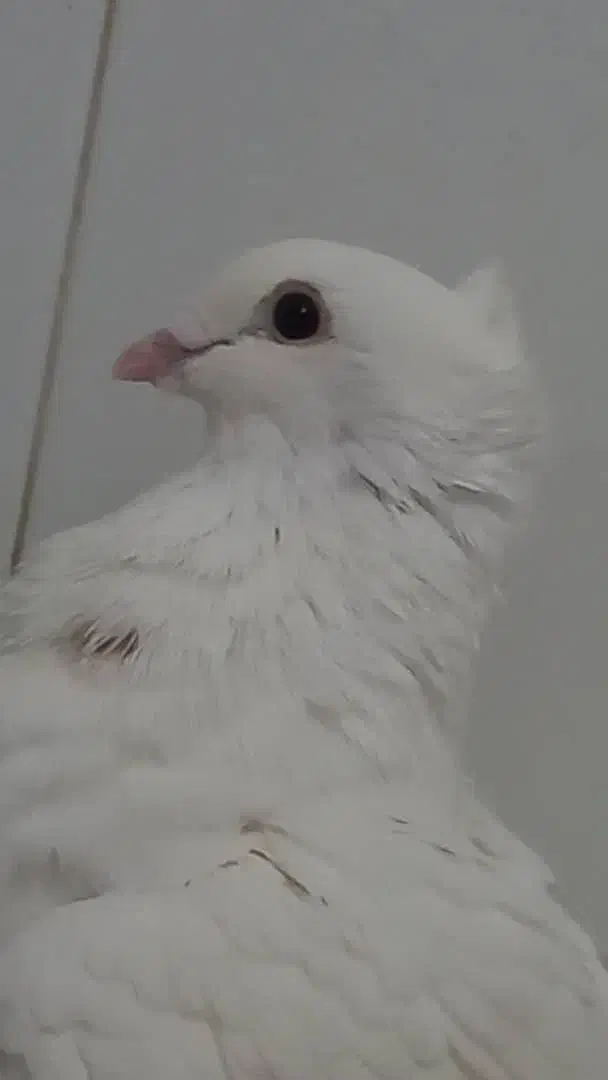 کبوتر نر نوک ریز پا پر باکلا|پرنده|قائمشهر, |دیوار