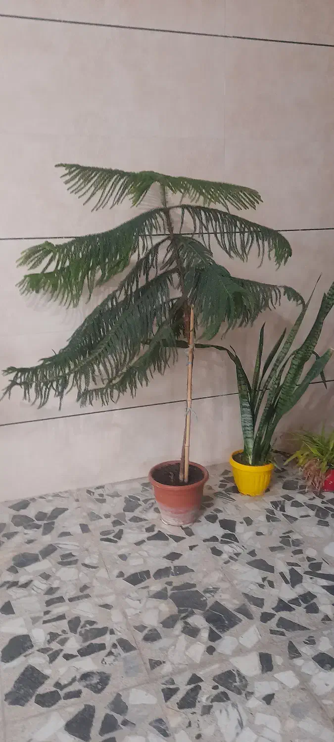 گل سرحال|گل و گیاه طبیعی|شاهینشهر, عطار|دیوار