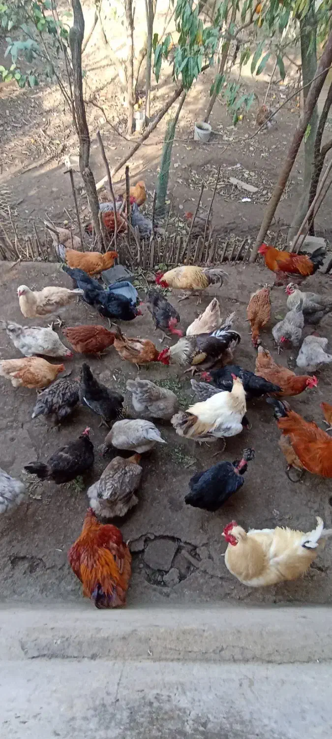 تخم مرغ نطفه دار|حیوانات مزرعه|بابل, |دیوار