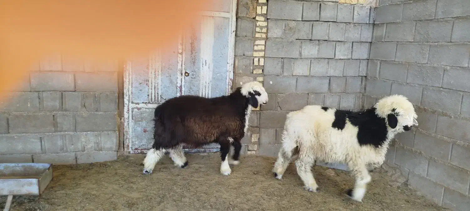 بره قوچی ذات دار|حیوانات مزرعه|وردشت, |دیوار