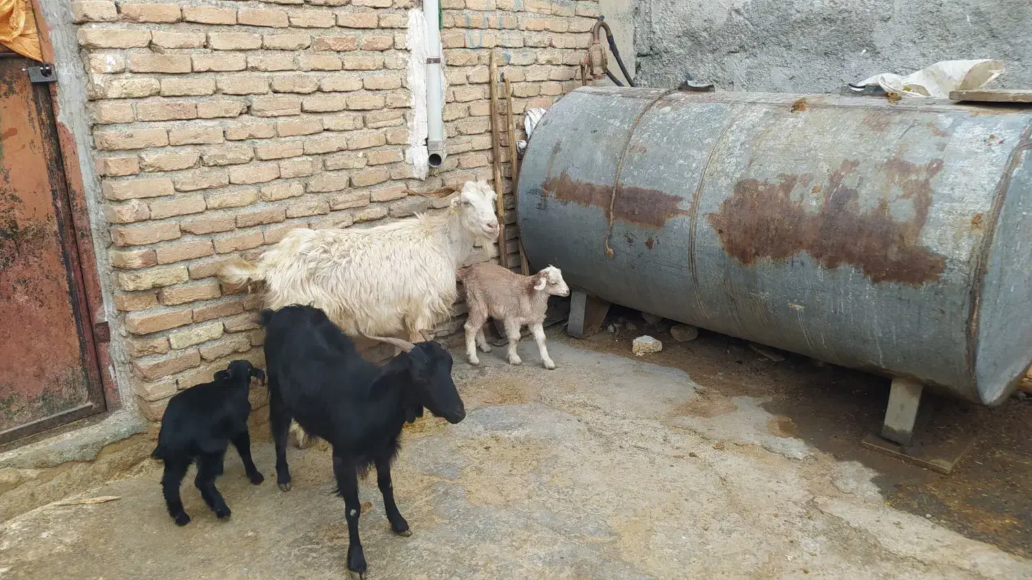 بزبزغاله|حیوانات مزرعه|کرمانشاه, |دیوار