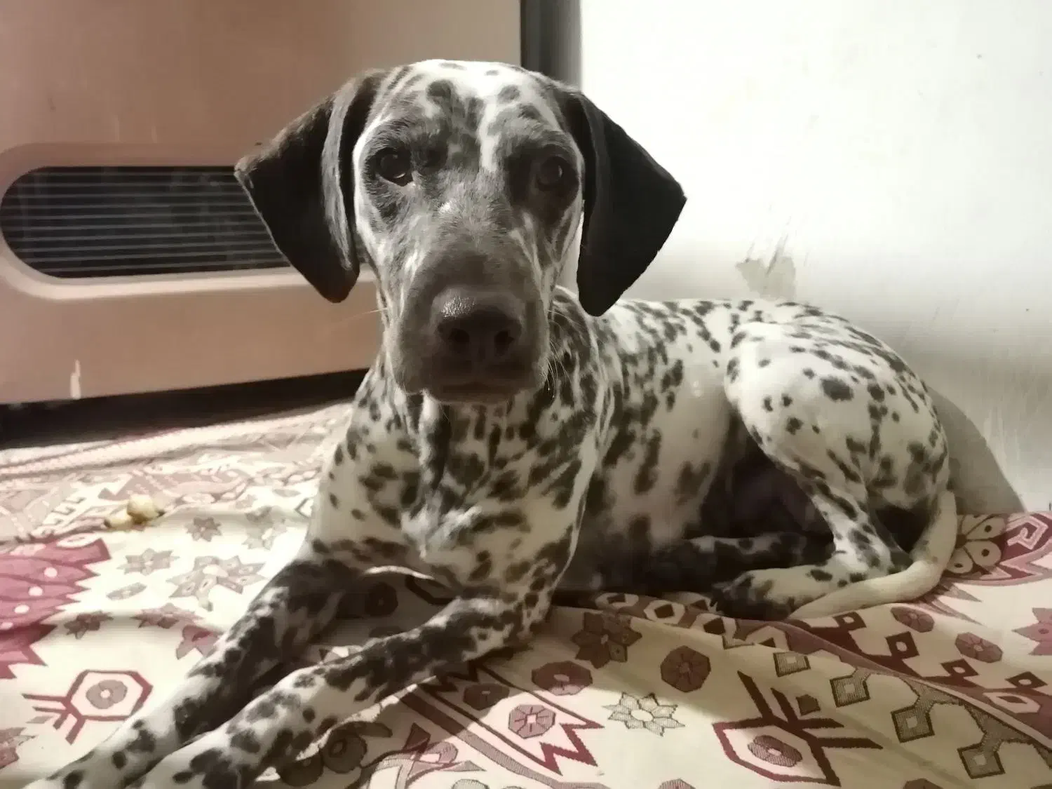 نژاد بزرگ آپارتمانی|سگ|تهران, قیطریه|دیوار