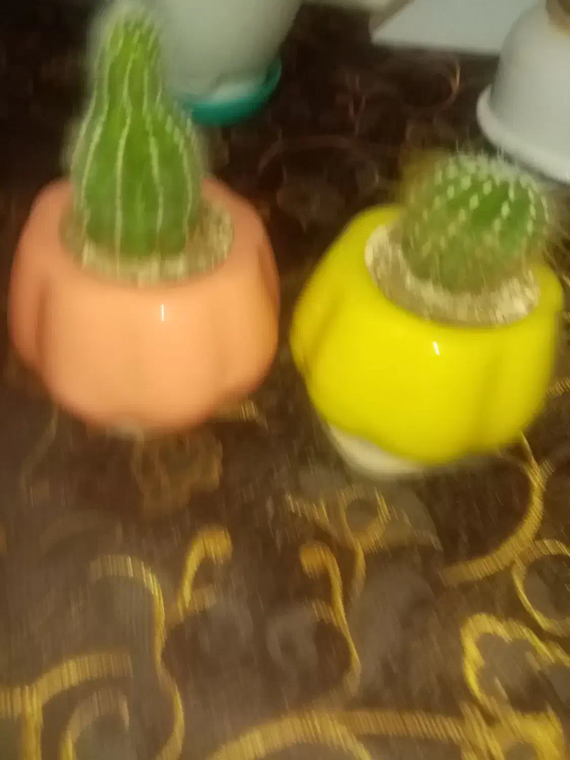 گل کاکتوس زیبا و درختچه فردوس|گل و گیاه طبیعی|سنندج, |دیوار