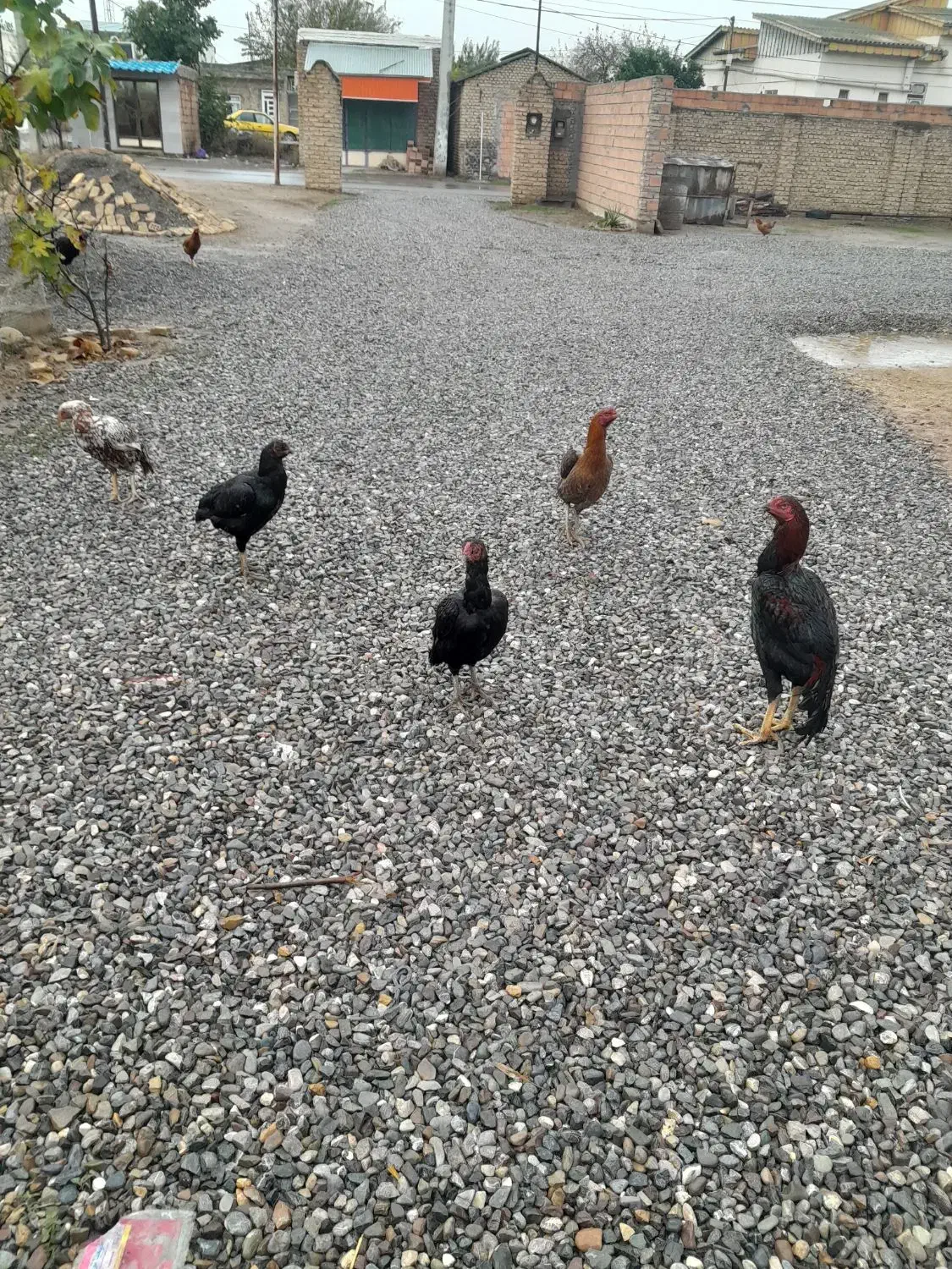 ۴عدد مرغ ویک عدد خروس لاری|پرنده|آق قلا, |دیوار