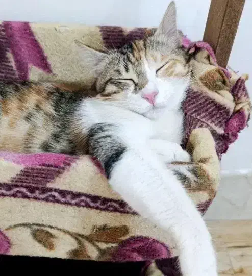 واگذاری گربه|گربه|اشترینان, |دیوار