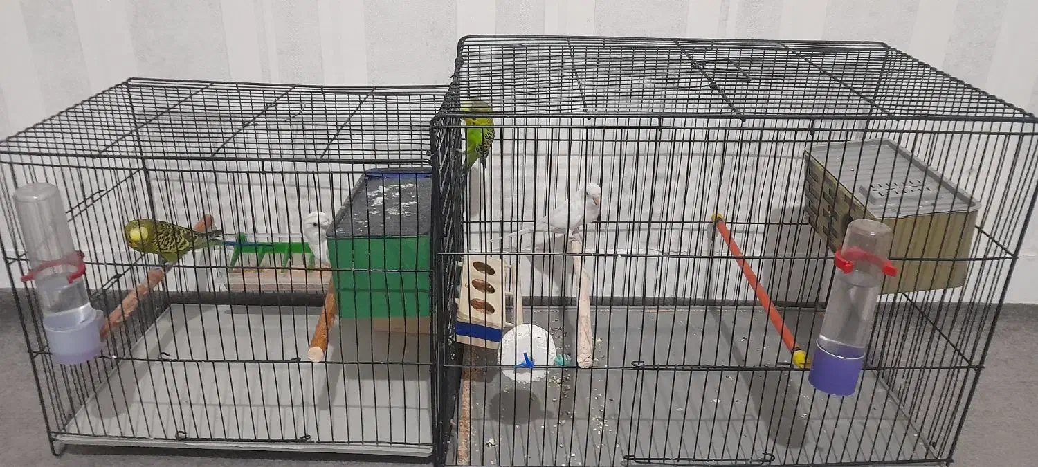 مرغ عشق . طوطی برزیلی . قفس|پرنده|مسجد سلیمان, |دیوار