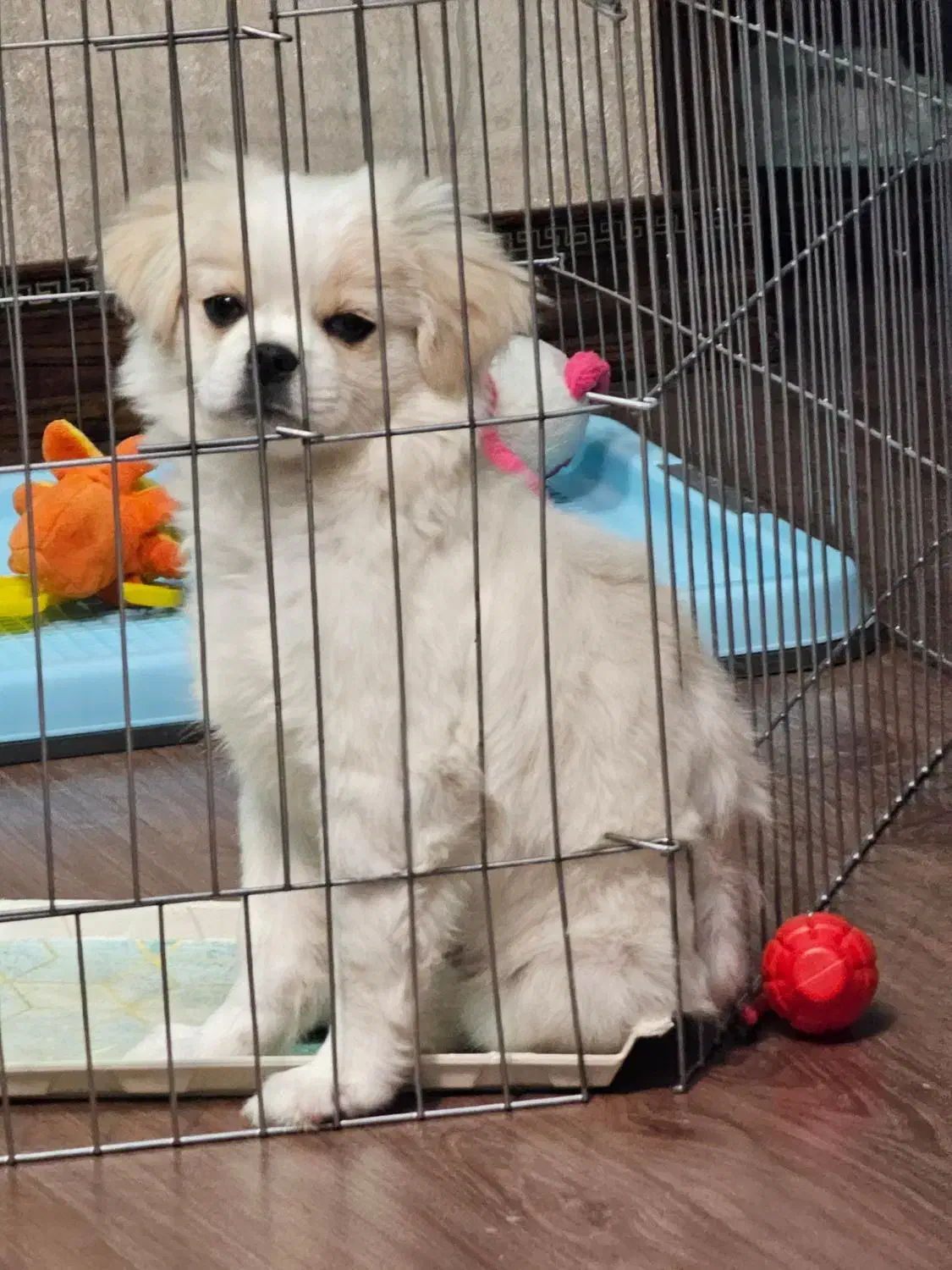 دوتا توله شیتزو پودل و مالتیز و پیکینیز فوری فروشی|سگ|تهران, باغ فیض|دیوار