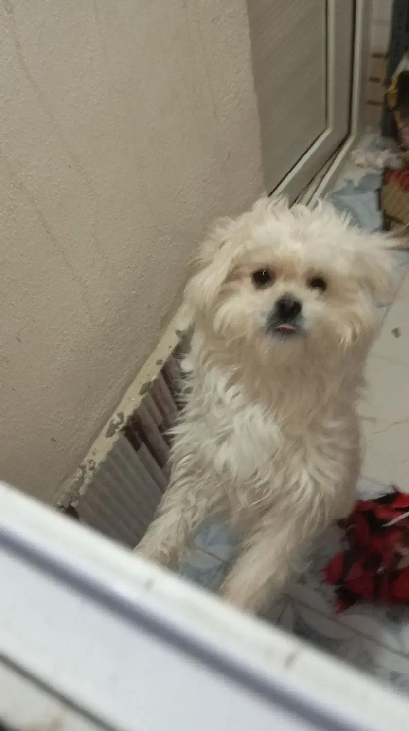 سگ خانگی|سگ|میاندوآب, |دیوار