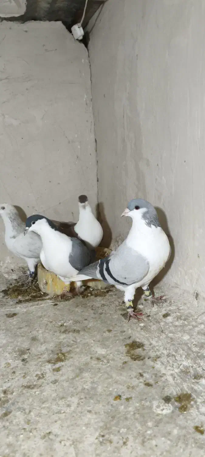 کفتر رنگه|پرنده|مشهد, فرودگاه|دیوار