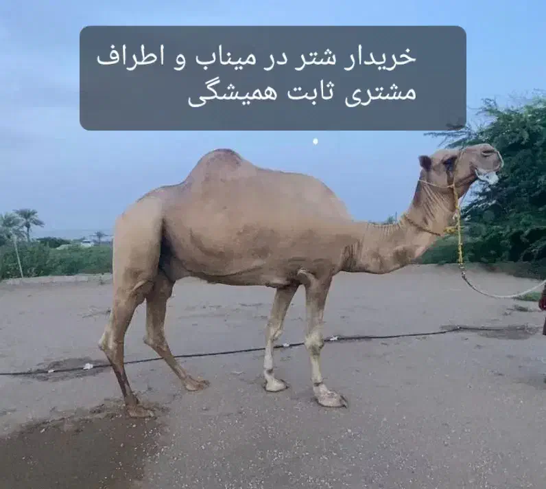 شتر|حیوانات مزرعه|میناب, |دیوار