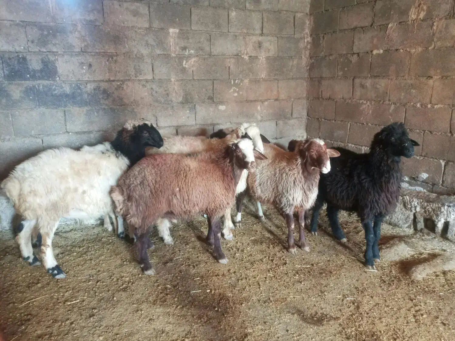 گوسفند|حیوانات مزرعه|نورآباد, |دیوار