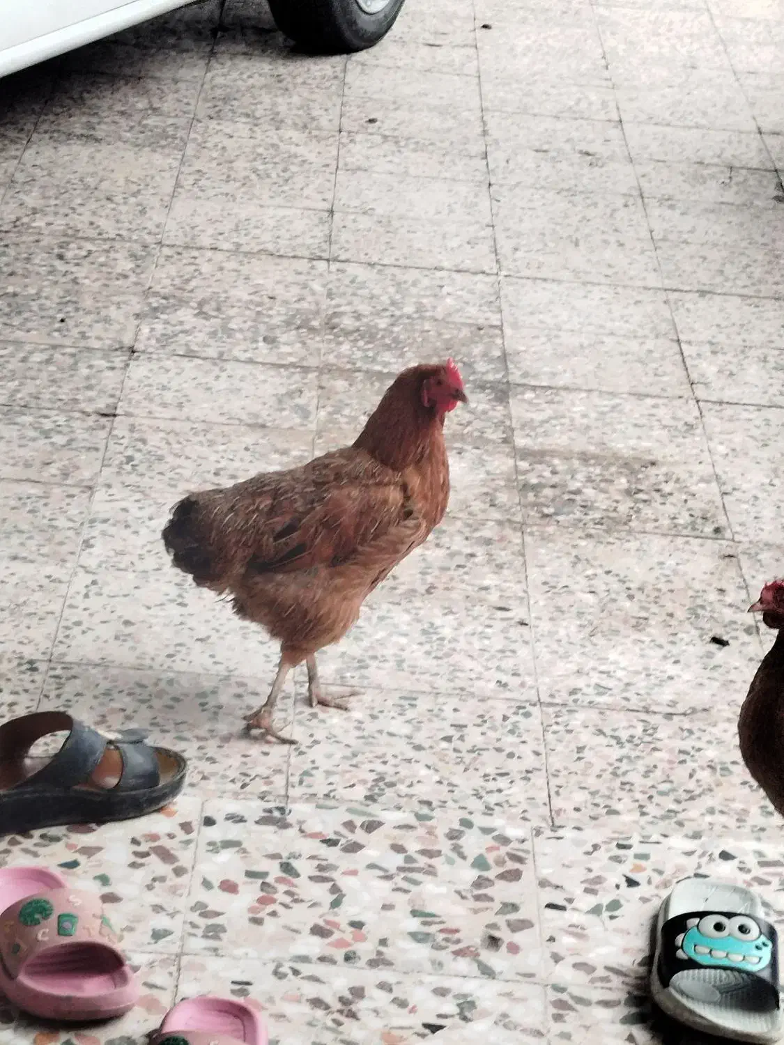 مرغ و خروس برای فروش|حیوانات مزرعه|کرخه, |دیوار