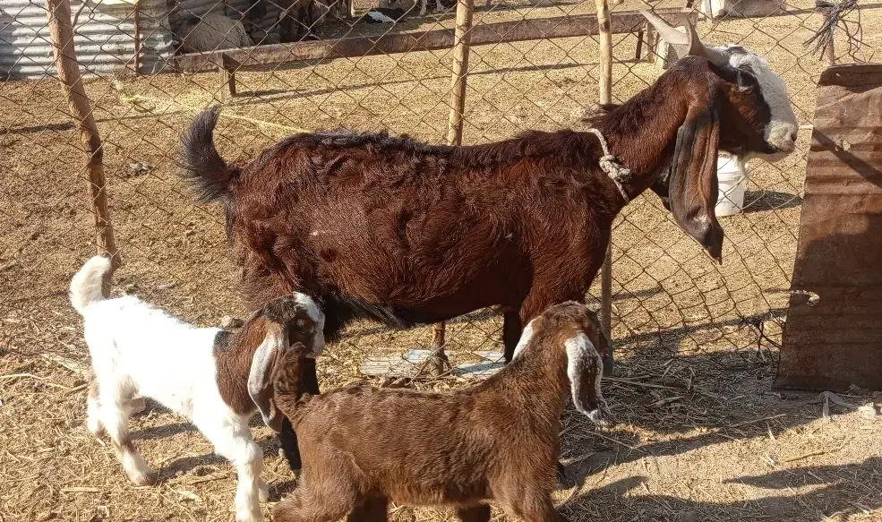 بز و بزغاله|حیوانات مزرعه|گیلان غرب, |دیوار