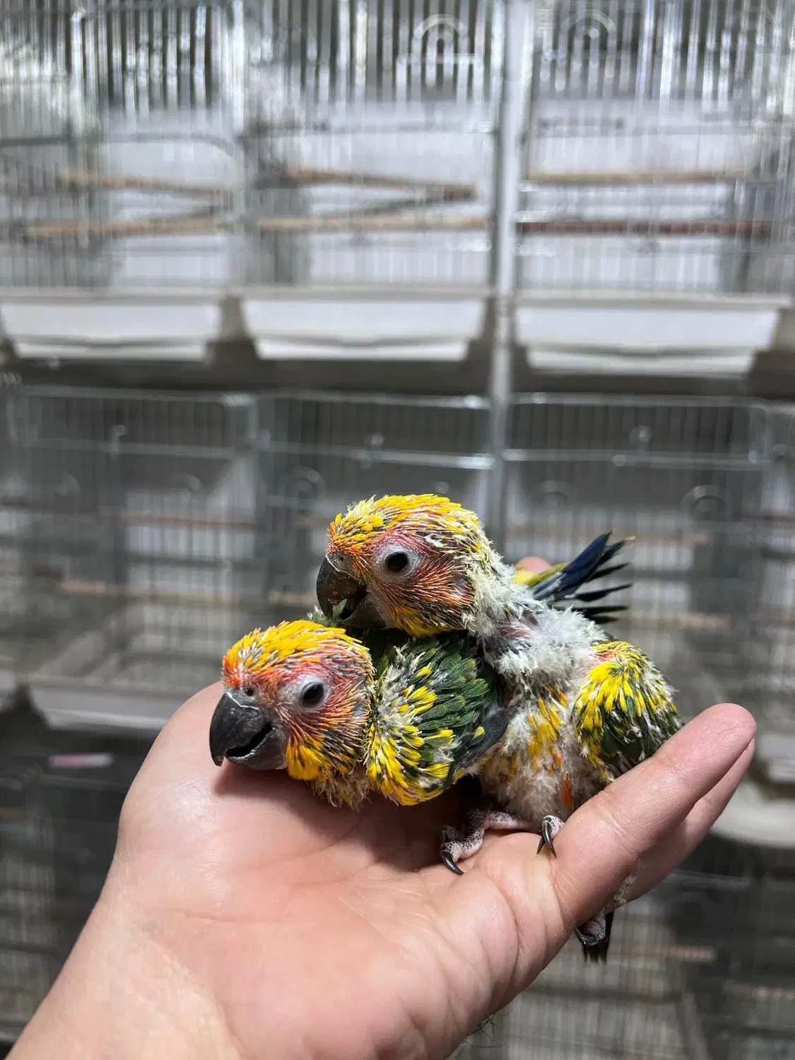 ملنگو رنگی خورشیدی راهب گرینچیک عروس|پرنده|شیراز, شهرک گلها|دیوار