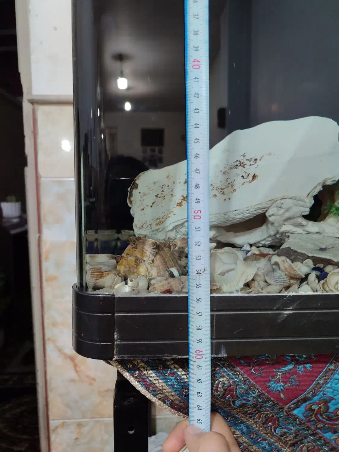 اکواریوم|ماهی|قم, ولیعصر|دیوار