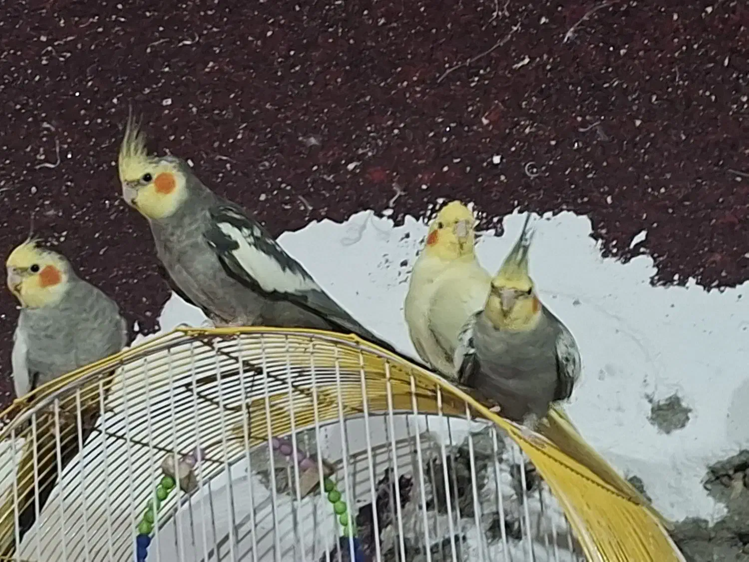 طوطی هلندی مولد|پرنده|خرمشهر, |دیوار