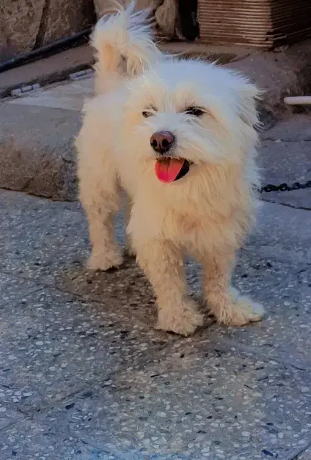 واگذاری سگ شناسنامه دار|سگ|زاهدان, |دیوار