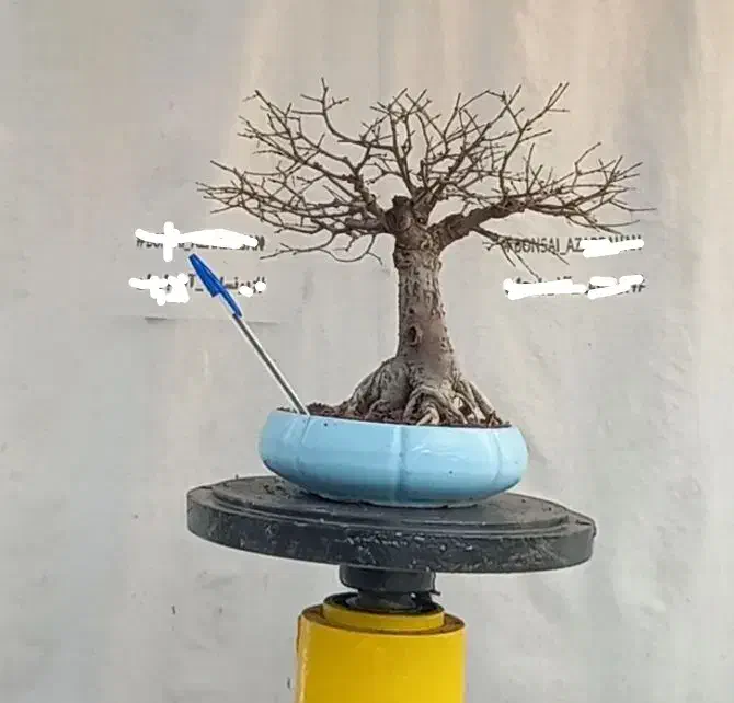 بونسای نارون|گل و گیاه طبیعی|تهران, امام خمینی|دیوار