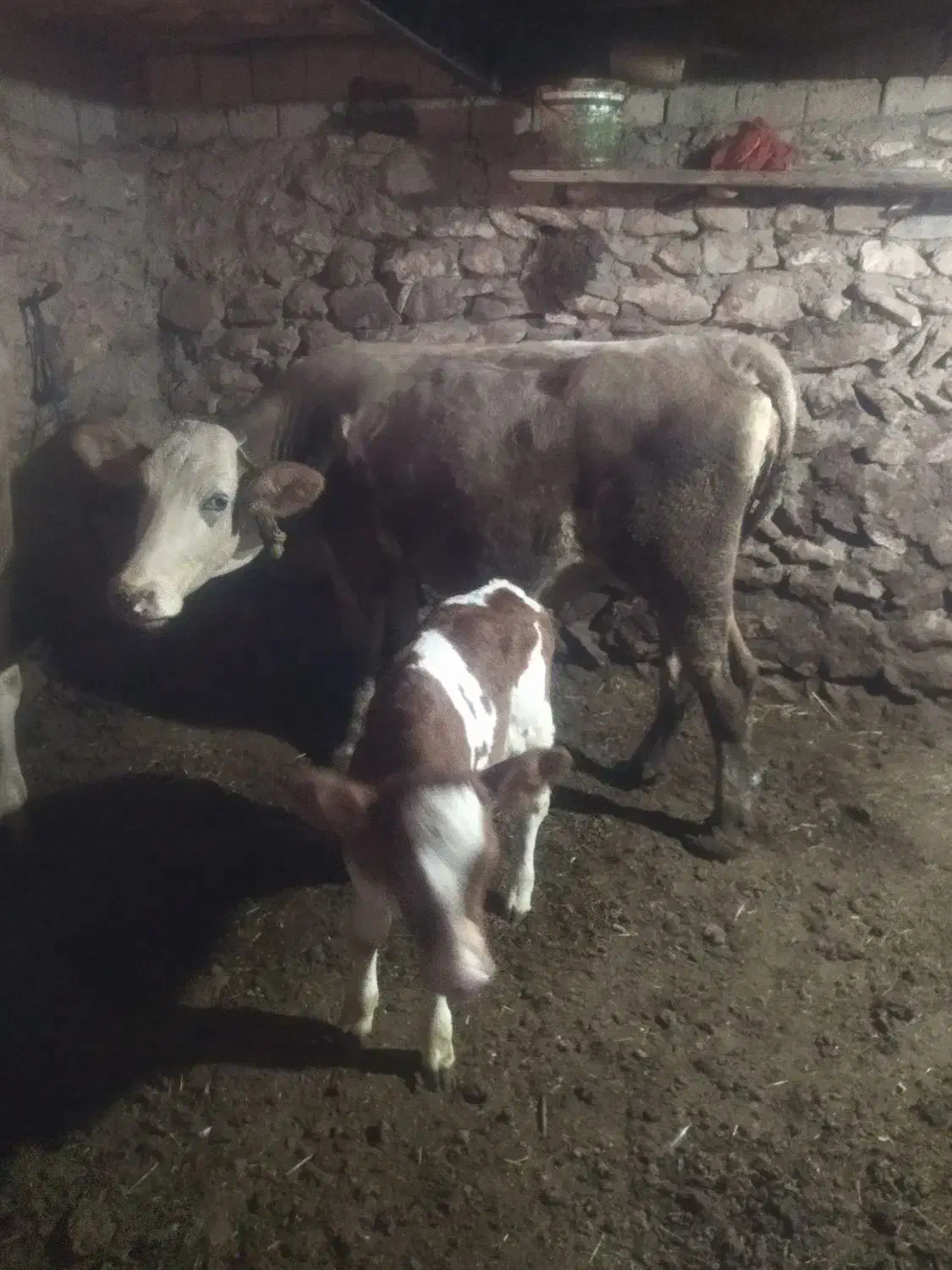 فروش گاو و گوساله|حیوانات مزرعه|امام, |دیوار