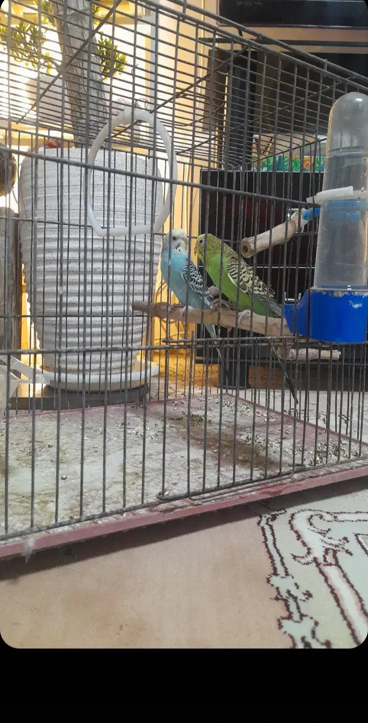 مرغ عشق ۲ عدد ماده|پرنده|قرچک, میرزائی شمالی|دیوار